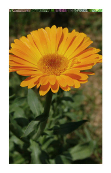 Bladder, Kidney, Immune, & Intestines